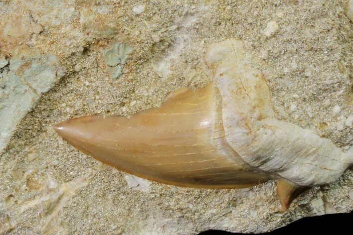 Otodus Shark Tooth Fossil in Rock - Eocene #161105